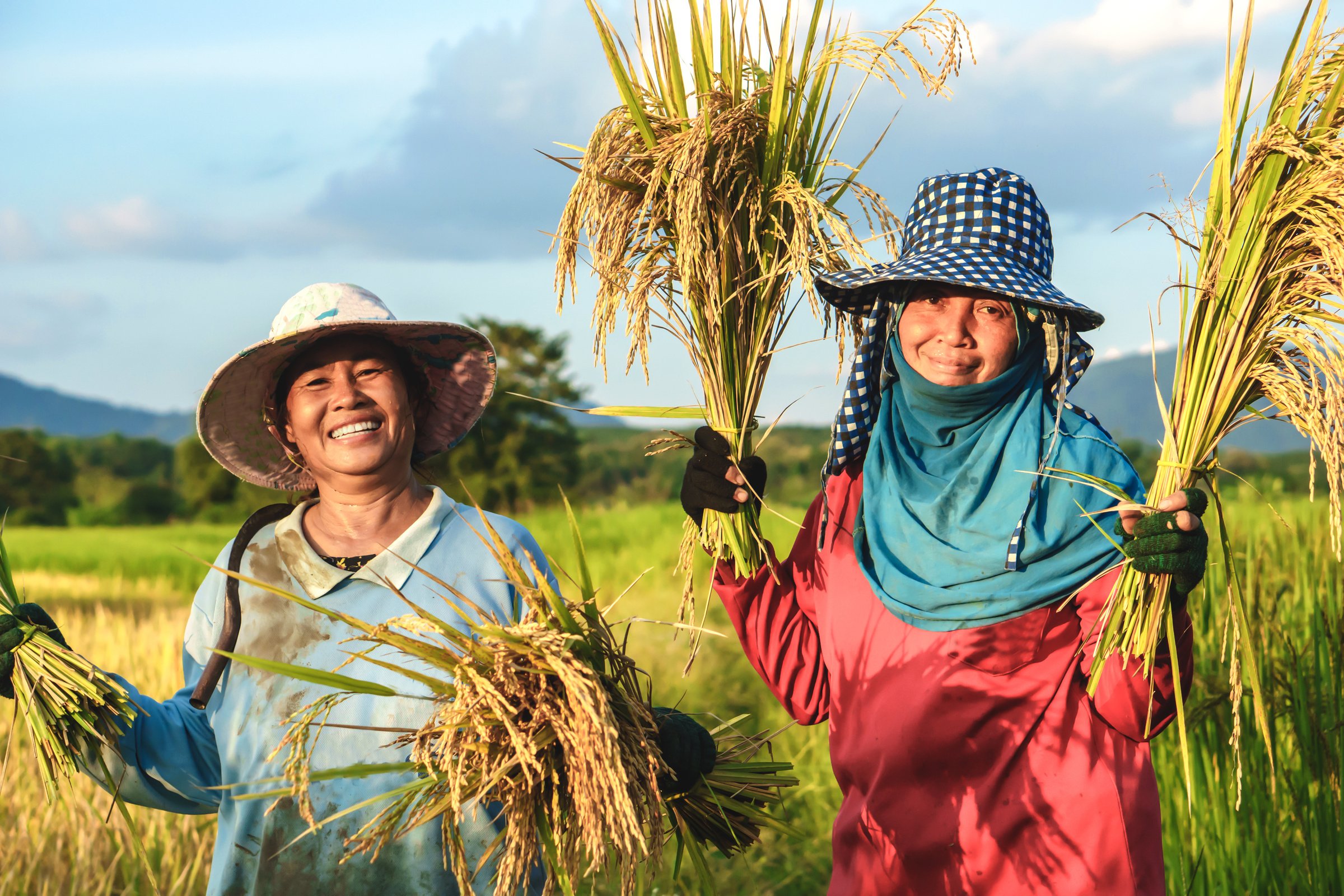 Joyful Asian Female Farmers: Radiant Smiles Amid Rice Harvesting on the Farm