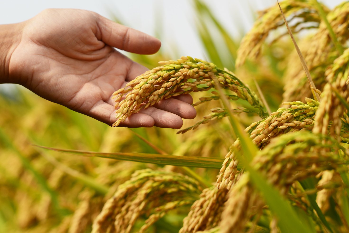 Rice crop