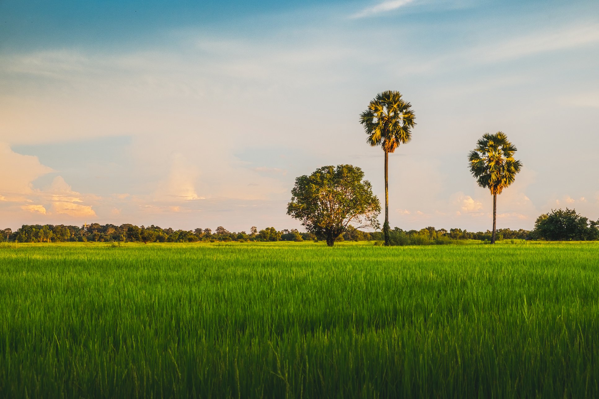  Rice Fields with Sugar Palm Trees under Cloudy Sky