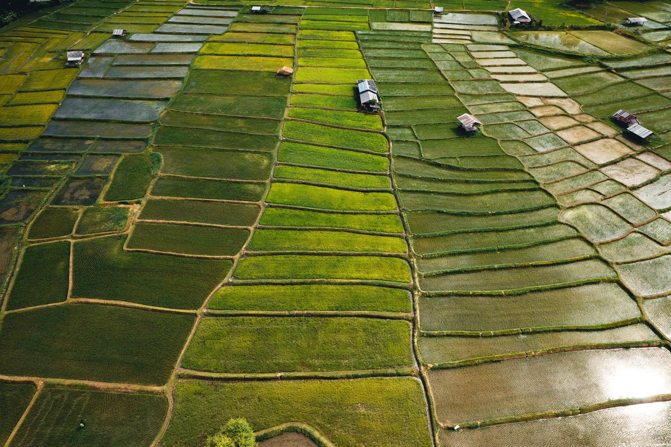 Rice field ,Aerial view of rice fields