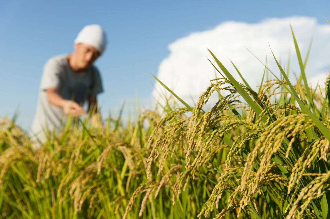 rice　farming