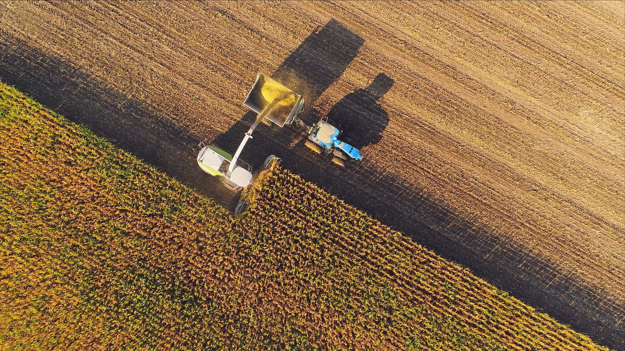 Farm machines harvesting corn, aerial view.